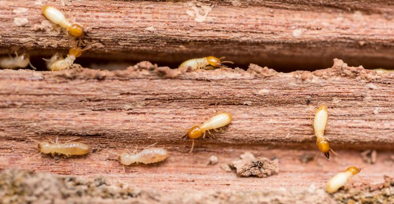 How to Spot Termites in Your Home
