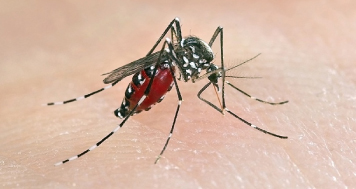 mosquito control services in glen waverley